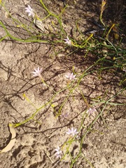 Scaevola depauperata