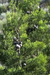 Widdringtonia nodiflora