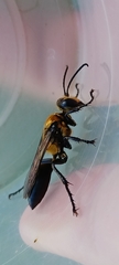 Sphex vestitus