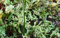Cladonia foliacea