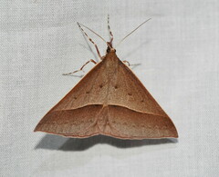 Epidesmia chilonaria