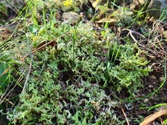 Cladonia foliacea