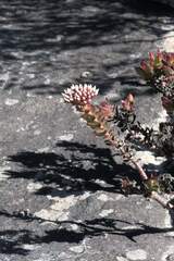 Crassula undulata