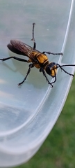 Sphex vestitus