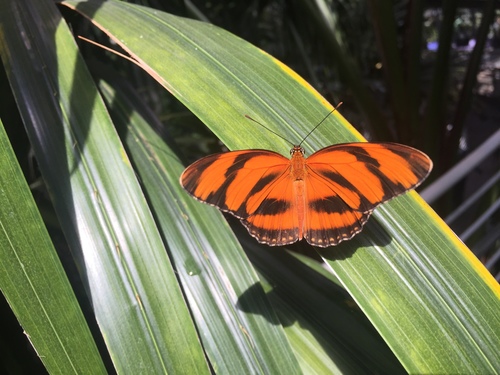 Dryadula phaetusa