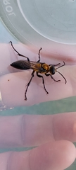 Sphex vestitus