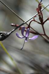 Prismatocarpus diffusus