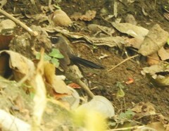 Rhipidura albicollis