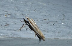 Orocrambus vittellus