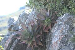 Aloe perfoliata