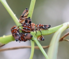 Eurymeloides bicincta