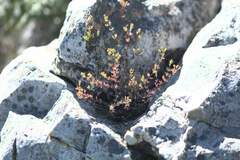 Lampranthus falcatus