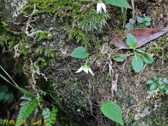 Lycianthes lysimachioides