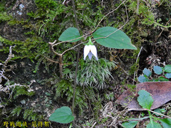 Lycianthes lysimachioides