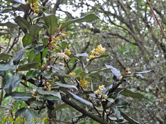 Elaeagnus thunbergii