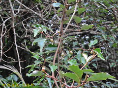 Elaeagnus thunbergii