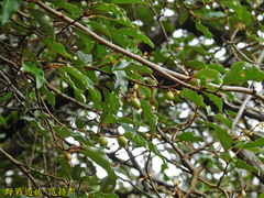 Elaeagnus thunbergii