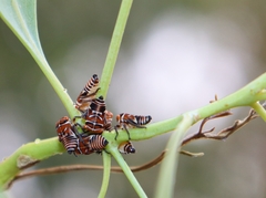 Eurymeloides bicincta