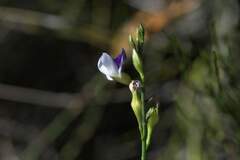 Psoralea usitata
