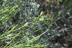 Psoralea usitata