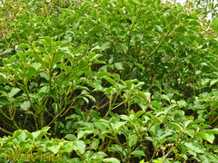 Trochodendron aralioides