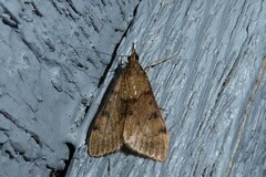 Uresiphita maorialis