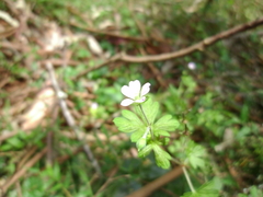 Geranium homeanum