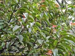Ficus sarmentosa nipponica