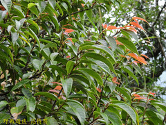 Ficus sarmentosa nipponica