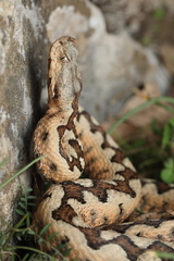 Vipera ammodytes
