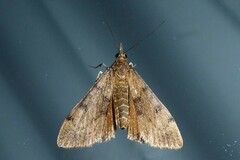 Uresiphita maorialis