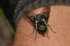 Triclista guttata