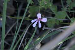 Pelargonium patulum patulum
