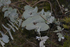 Eucalyptus nova-anglica