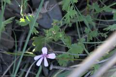 Pelargonium patulum patulum