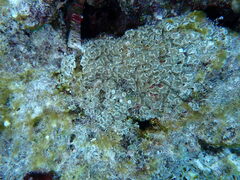 Zoantharia
