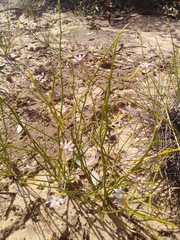 Scaevola depauperata