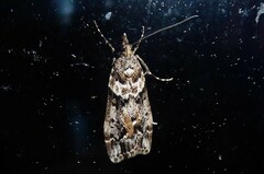 Eudonia submarginalis