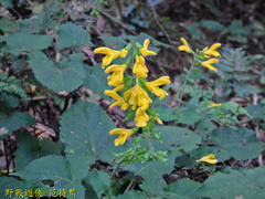 Salvia nipponica