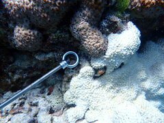 Palythoa tuberculosa