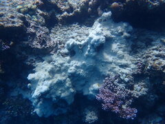 Palythoa tuberculosa