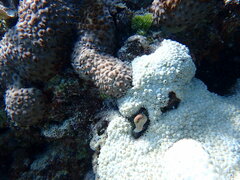 Palythoa tuberculosa