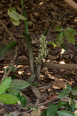 Dracaena senegambica image