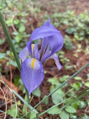 Iris unguicularis