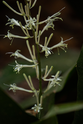 Dracaena senegambica image