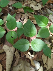 Macrotyloma axillare