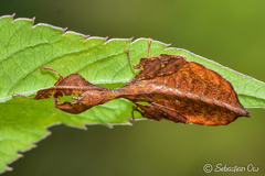 Pulchriphyllium bioculatum