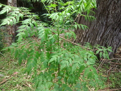 Koelreuteria