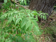 Koelreuteria