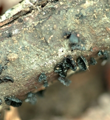 Resupinatus alboniger